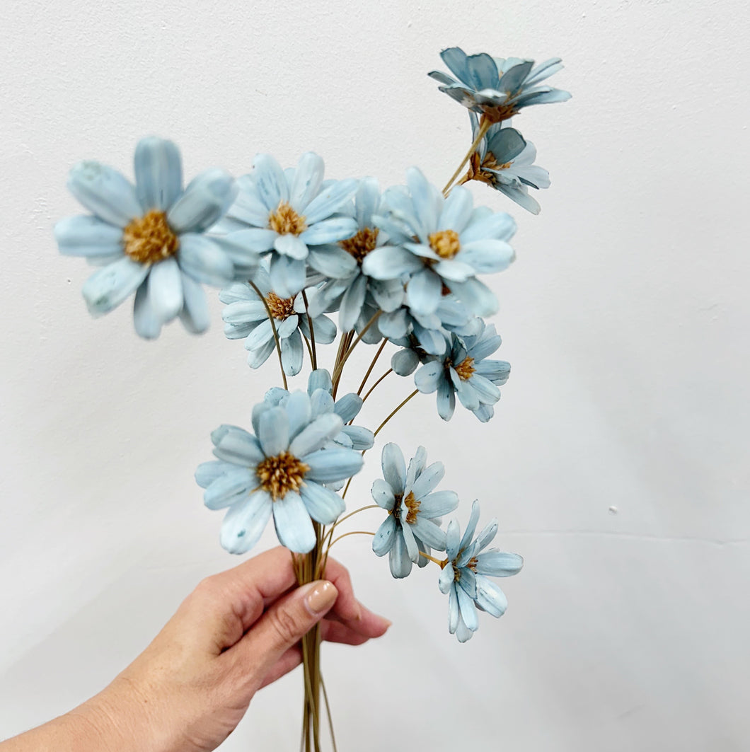 DRIED AFRICAN DAISY - BLUE