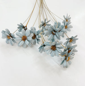 DRIED AFRICAN DAISY - BLUE