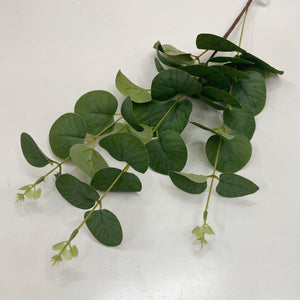 EUCALTPTUS STEM