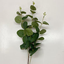 Load image into Gallery viewer, EUCALTPTUS STEM
