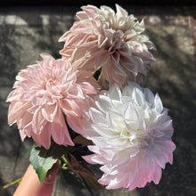 Load image into Gallery viewer, EVERLASTING DAHLIA
