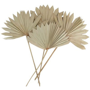 FAN PALM