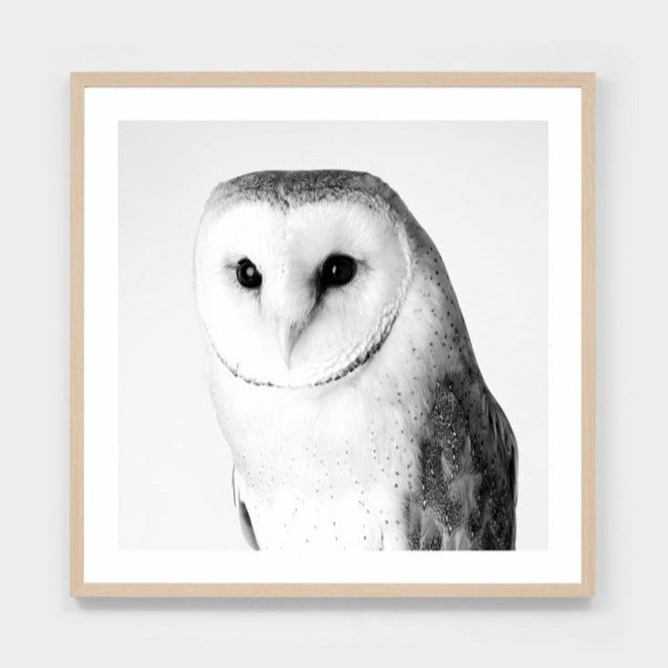 BARN OWL FRAMED PRINT