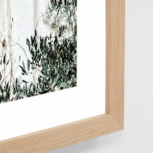 EUCALYPTUS TREES FRAMED PRINT