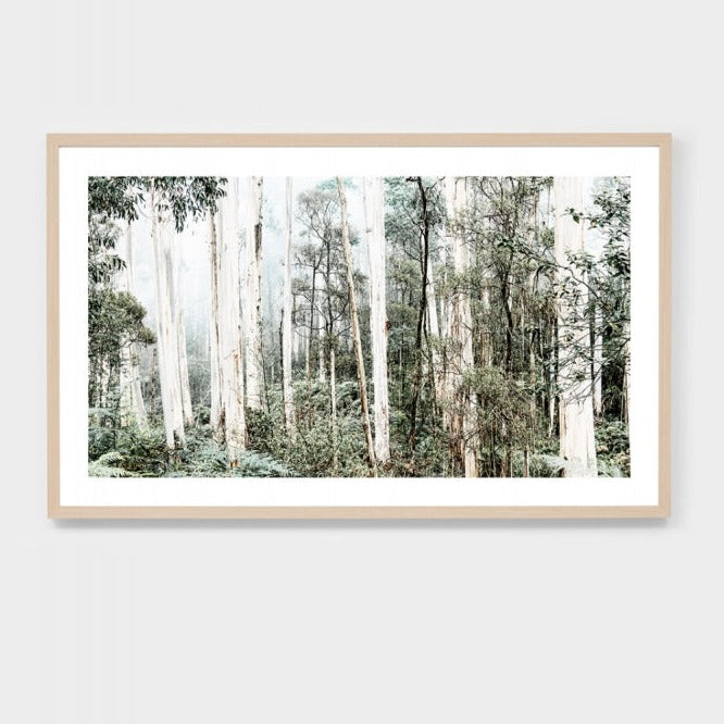 EUCALYPTUS TREES FRAMED PRINT