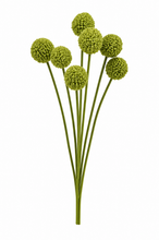 Load image into Gallery viewer, Billy Button Bunch
