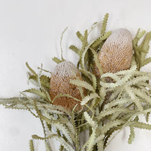 Load image into Gallery viewer, DRIED BANKSIA - LONG STEM
