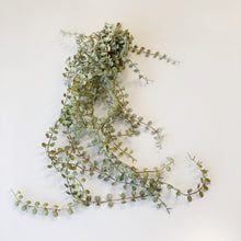 Load image into Gallery viewer, BUTTON FERN VINE - 56CM

