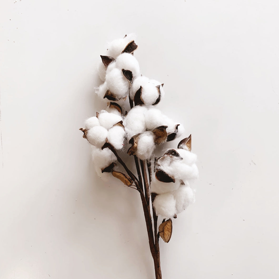 COTTON STEM