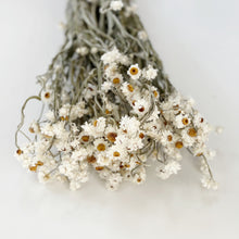 Load image into Gallery viewer, DRIED DAISY BUNCH
