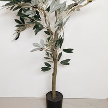 Load image into Gallery viewer, POTTED OLIVE TREE
