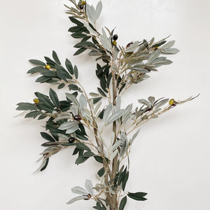 POTTED OLIVE TREE