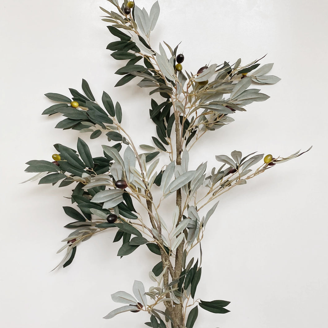 POTTED OLIVE TREE