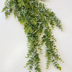 EUCALYPTUS HANGING BUSH