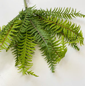 SWORD FERN