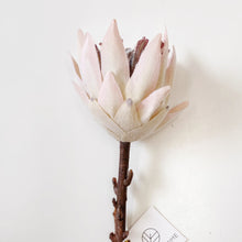 Load image into Gallery viewer, KING PROTEA STEM
