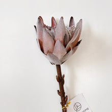 Load image into Gallery viewer, KING PROTEA STEM
