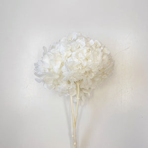 DRIED SOFT HYDRANGEA STEM - WHITE