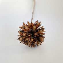 Load image into Gallery viewer, DRIED MAGNOLIA BUD
