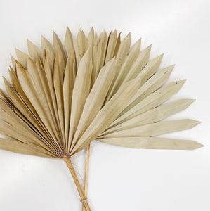FAN PALM