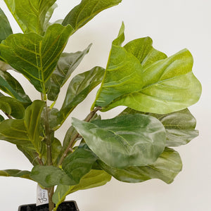 FIDDLE LEAF IN POT