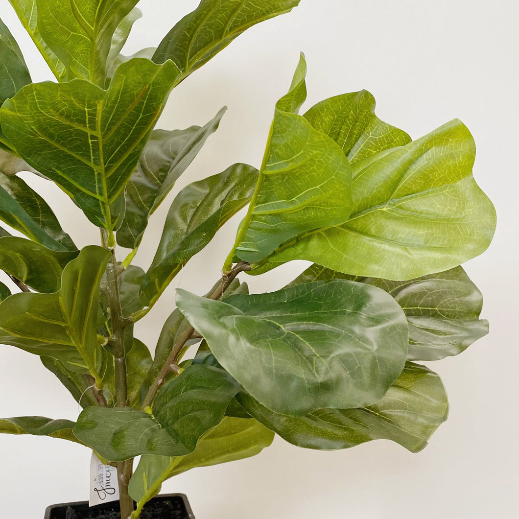 FIDDLE LEAF IN POT