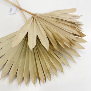 FAN PALM