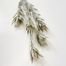 Load image into Gallery viewer, PROTEA BUD SPRAY
