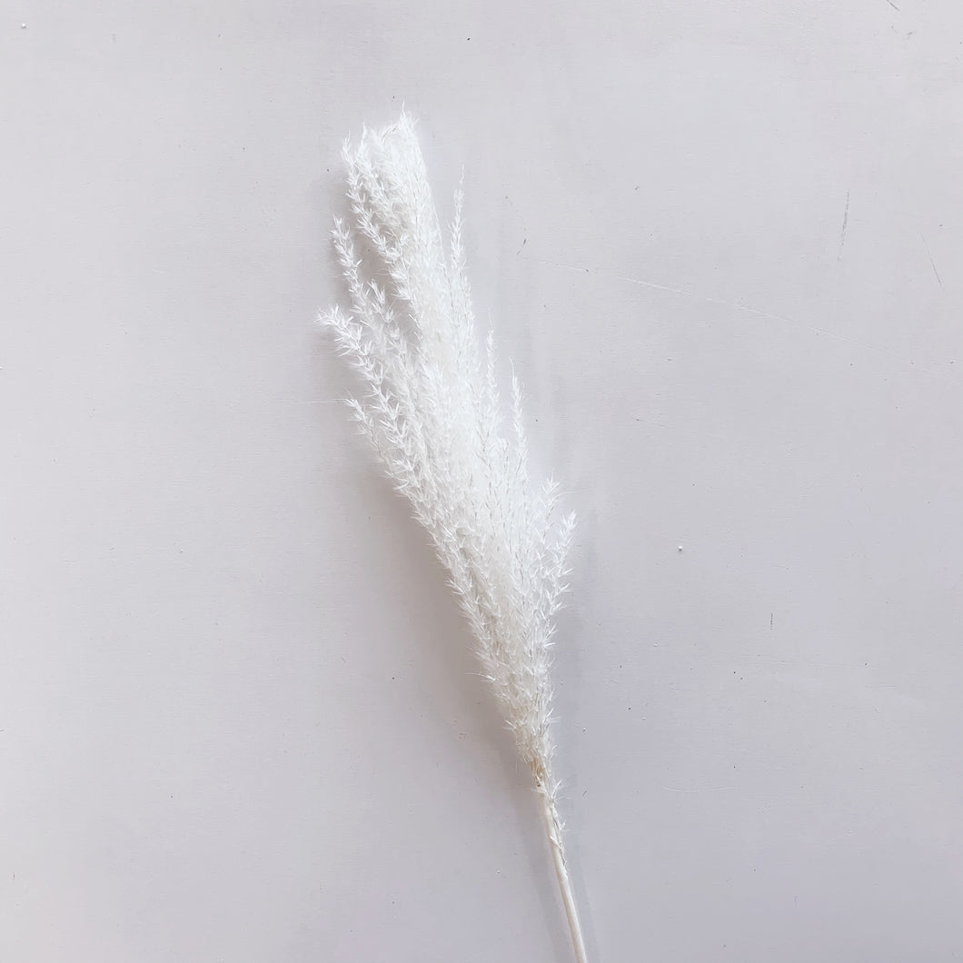 WHITE FEATHER PAMPAS STEM