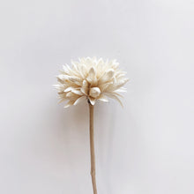 Load image into Gallery viewer, DRIED MAGNOLIA BUD
